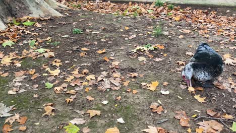 filming with a lateral turn and in slow motion of a group of ducks on the ground eating bread and pecking on the ground, they are next to a large trunk of a tree, the birds have different colors