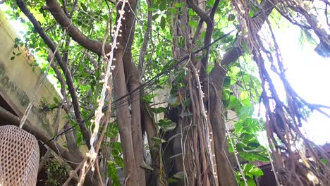 árbol-Decorado-Con-Plantas-Frente-Al-Restaurante-Vista-De-Arriba-A-Abajo