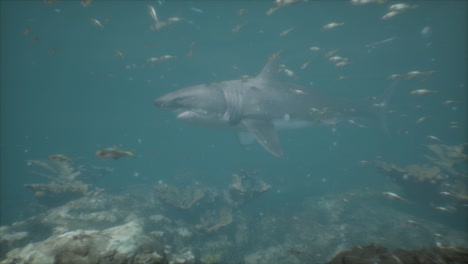 gran tiburón blanco nadando en el profundo océano azul