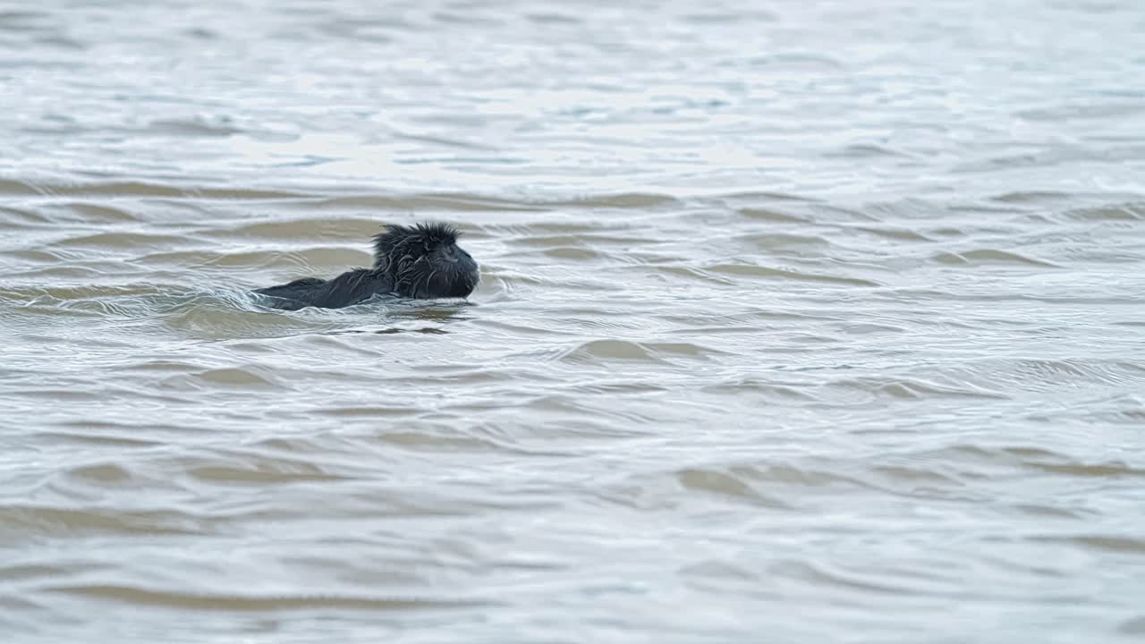 Silvery Lutung Primate Swimming On The Amazon River Of Sabah, Malaysia. Slow Motion Shot