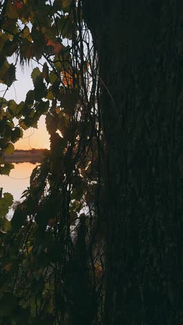 puesta de sol a través de las vides sobre un lago