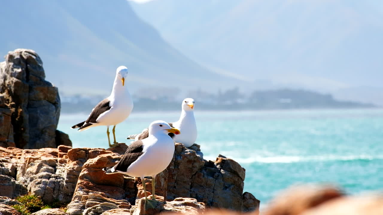 tres gaviotas de algas en las rocas de la costa, telefoto tomada con espacio de copia