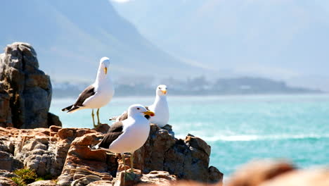 tres gaviotas de algas en las rocas de la costa, telefoto tomada con espacio de copia