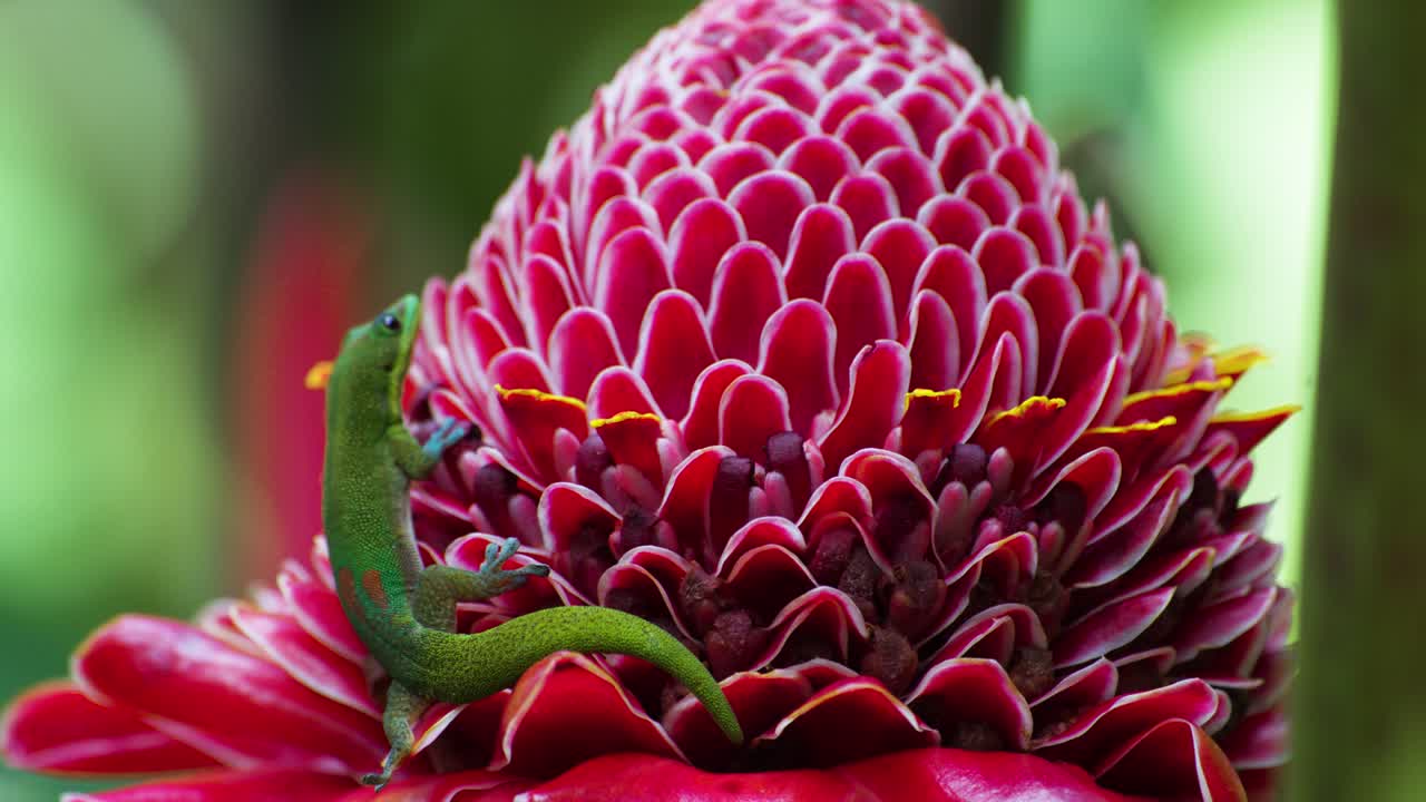 A tiny green gecko climbs a waxy red torch ginger bloom, toes splayed against layered petals as soft bokeh and hints of yellow pollen suggest humid tropical stillness