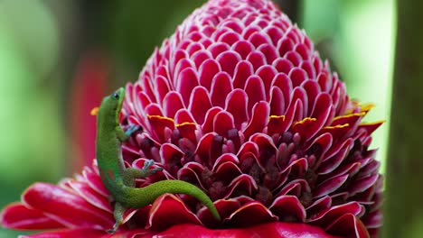a tiny green gecko climbs a waxy red torch ginger bloom, toes splayed against layered petals as soft bokeh and hints of yellow pollen suggest humid tropical stillness