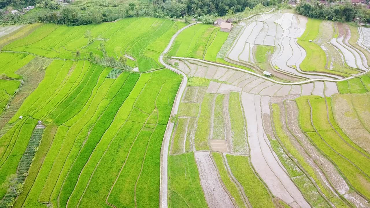 revelan una toma de un dron de un campo de arroz verde y fértil con una carretera en medio - un hermoso campo de arroz tropical