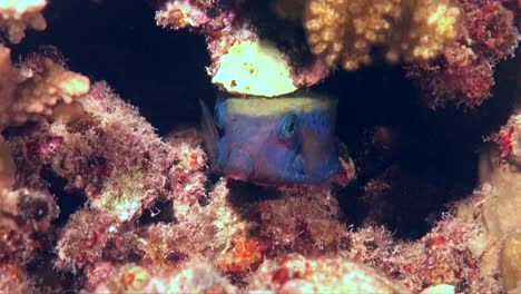 Blauschwanz-Kofferfisch,-Der-Unter-Korallenfelsen-Im-Roten-Meer-Schwimmt