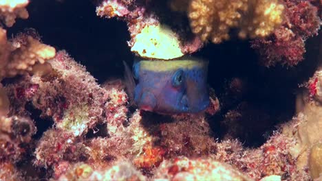 Bluetail-Boxfish-swimming-under-coral-rock-in-the-Red-Sea