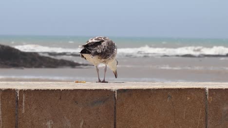 Fliegen-Sie-Mit-Den-Möwen-über-Dem-Glitzernden-Meer-Von-Essaouira