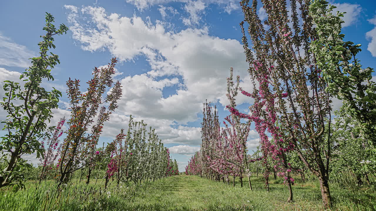 impresionante lapso de tiempo de flores en flor en los árboles y las nubes que pasan por el cielo azul
