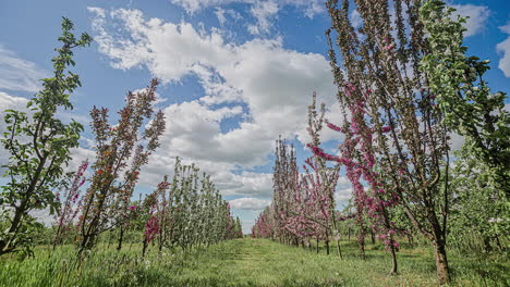 Impresionante-Lapso-De-Tiempo-De-Flores-En-Flor-En-Los-árboles-Y-Las-Nubes-Que-Pasan-Por-El-Cielo-Azul