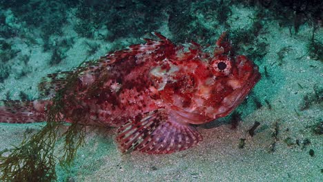 pez bajo el agua tropical scorpaenopsis papuensis