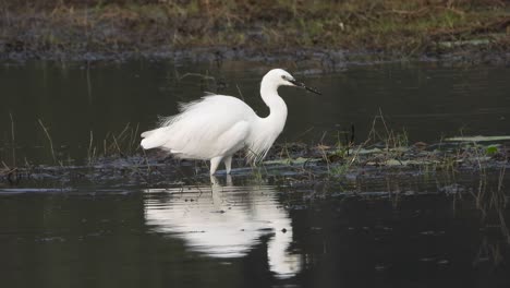 great egret eating fish on pond area