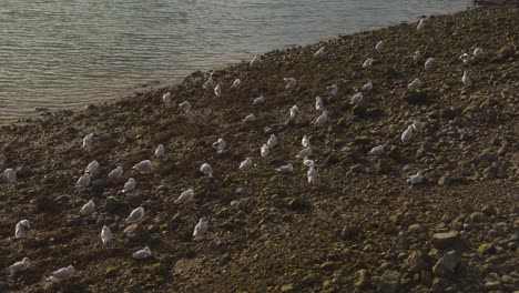 seagulls resting on a brown river bank next to a quiet river