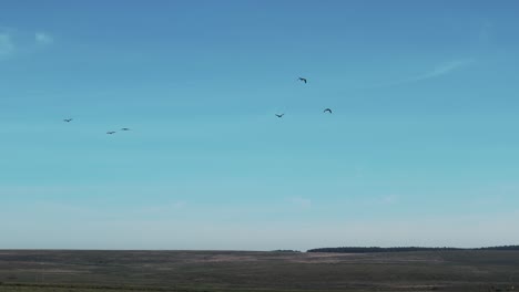 flock of birds are flying on the blue sky without clouds, circling together above big area of fields, background with copy space