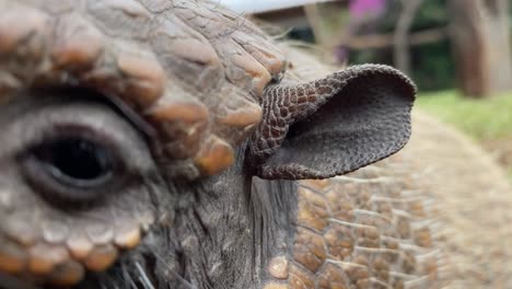 detalles de armadillo de ojos, orejas y escamas - armadillo de seis bandas