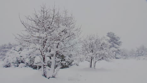 idyllic winter fairy tale snow covered trees during frosty medea athens blizzard slow left pan