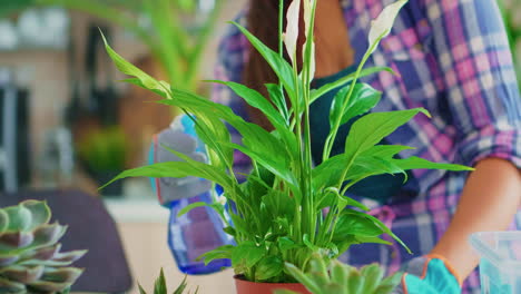 Closeup-of-spraying-houseplant