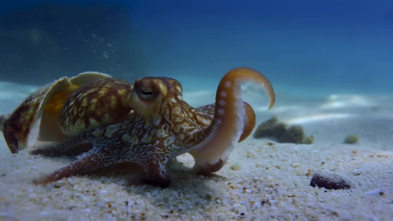 Una vista ravvicinata subacquea di una conchiglia o guscio di mollusco parzialmente sepolto nella sabbia chiara, con acqua azzurra e delicata, particelle fluttuanti e un fondale marino sfocato che crea