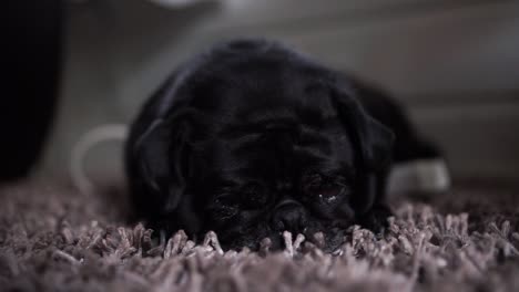 viejo pug negro, acostado somnoliento en una alfombra, de cerca