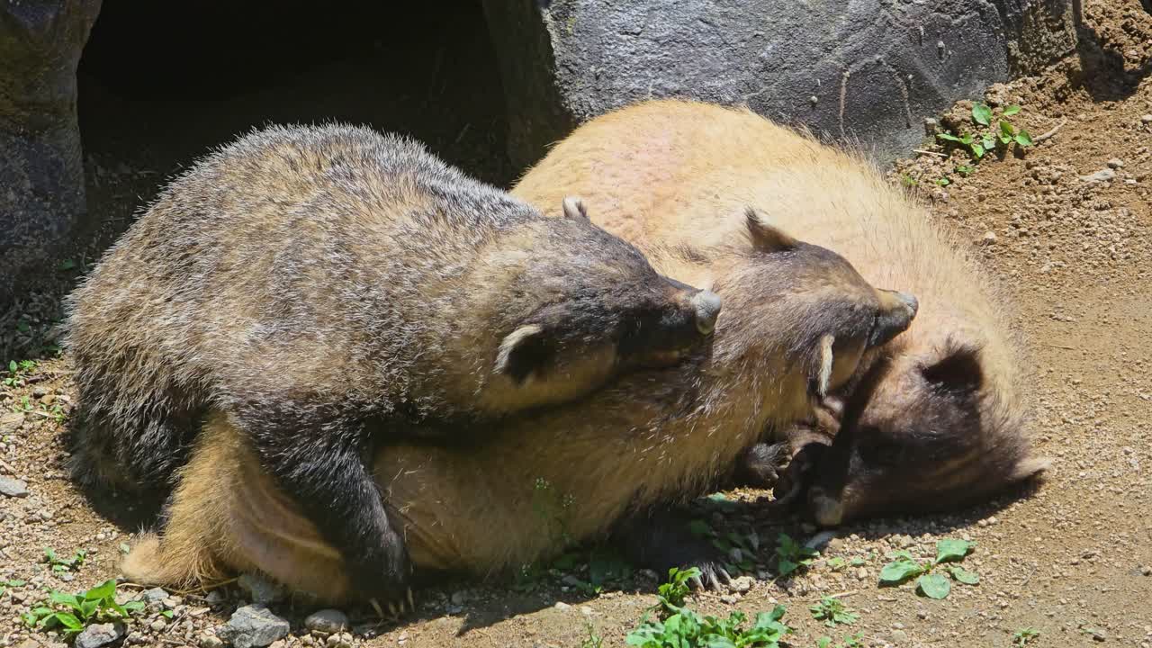 A dark-furred Eurasian badger affectionately cuddles with a lighter-furred companion as they sleep together in the sun outside their sett, showcasing a tender moment in nature.