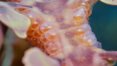 dragón de mar frondoso con huevos 4k cámara lenta sur de australia
