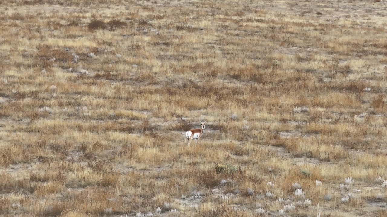 el antílope de cuerno mirando a la cámara en las llanuras de wyoming 2023