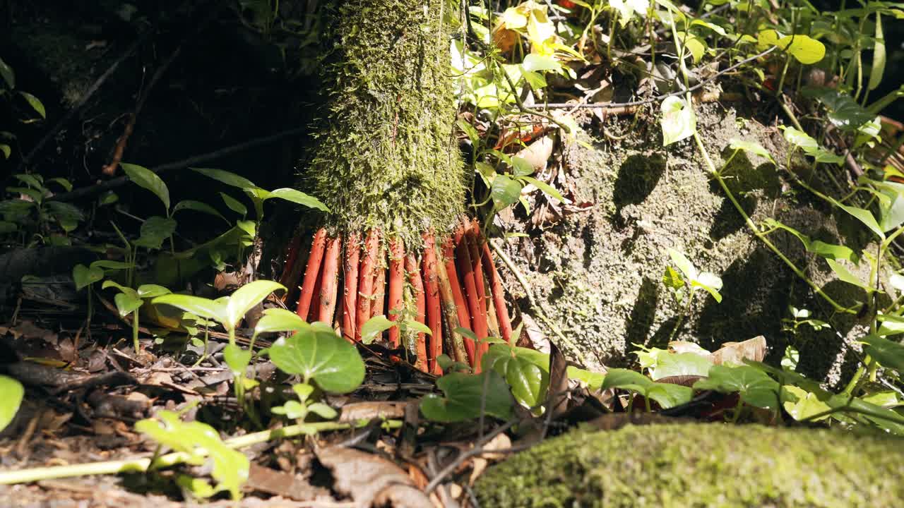 raíces de árboles rojos exóticos de un desierto de selva tropical