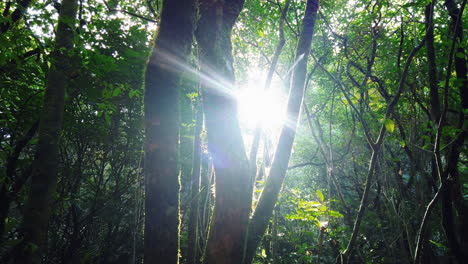 sunbeams shining through evergreen trees on mountain forest in new zealand - low angle, slow motion