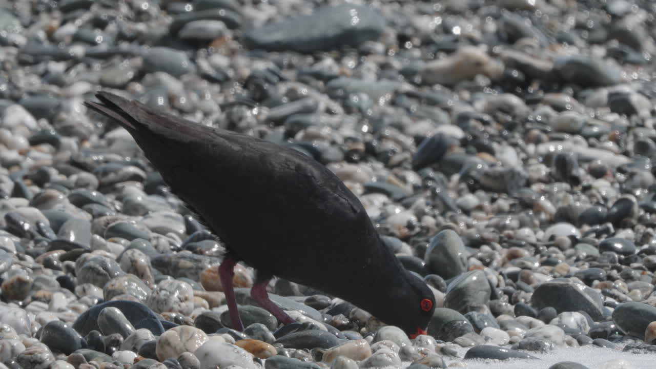 cazador de ostras variable alimentándose en la orilla rocosa de la playa con olas en okarito, nueva zelanda