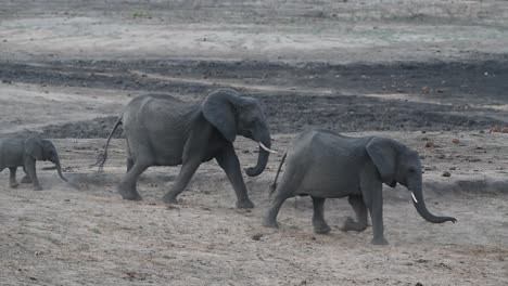 a breeding herd of elephants walking in single file through the frame, kruger national park