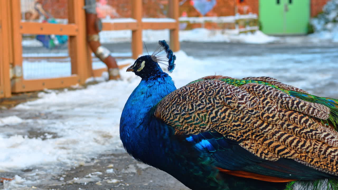 Un pavone cammina sul terreno innevato dello zoo in inverno. Un pavone passeggia nella neve allo zoo mentre i visitatori lo osservano da lontano.