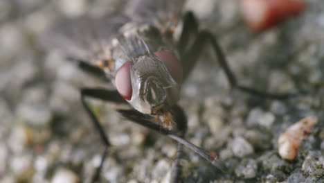 la mosca doméstica se arregla a sí misma, macro de vista frontal, características detalladas