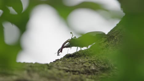 Male-stag-beetle-walks-on-rough-tree-trunk,-creative-shot-through-green-foliage