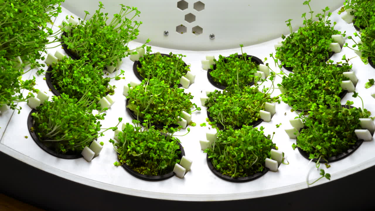 sistema hidropónico de cultivo de microgreenes