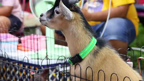 a goat interacts with people in bangkok