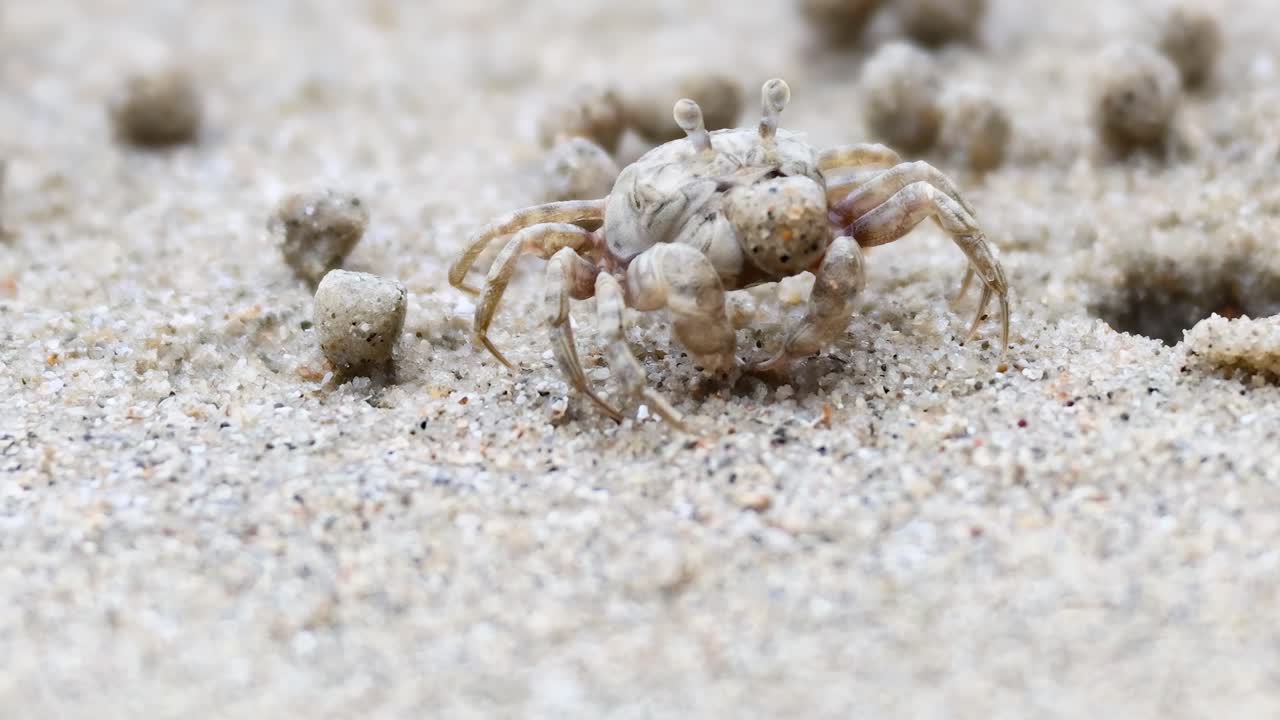 A small crab moves across sandy ground, surrounded by tiny sand balls and burrows.