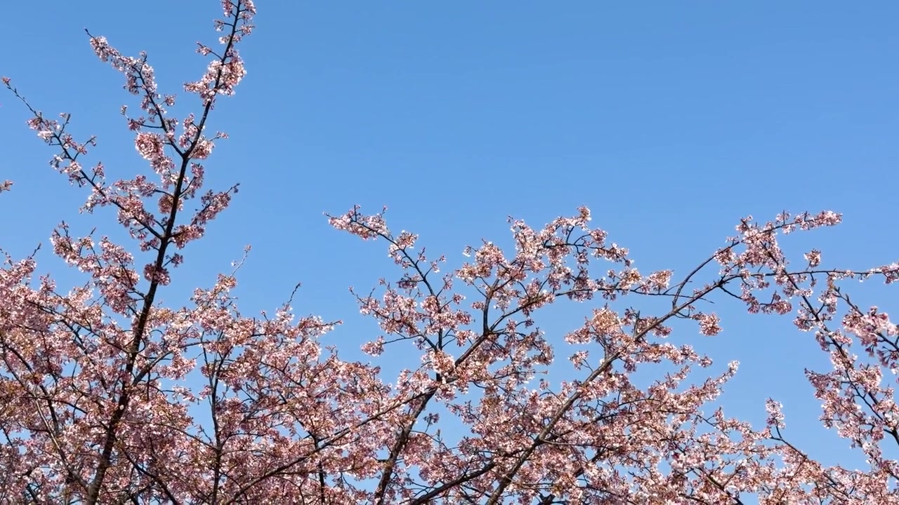 Fiori di sakura rosa sbocciano su rami che ondeggiano dolcemente contro un cielo azzurro brillante a Tokyo