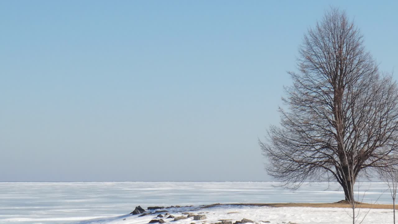 Tree next to frozen bay.