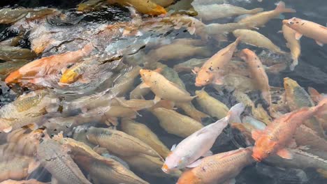 tranquilo estanque de peces koi en el palacio de agua de tirta gangga, ubud bali