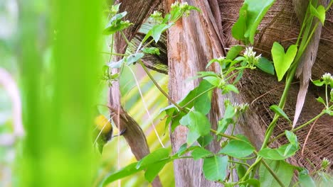 Watching-the-Yellow-backed-Oriole-in-the-wild-in-Minca,-Colombia