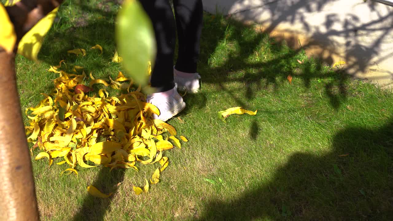 Person raking fallen yellow autumn leaves from green grass, cleaning up backyard in sunshine