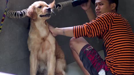 man grooming a golden retriever in a salon