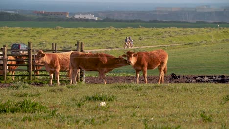 Dos-Vacas-Van-A-Una-Cita-Mientras-Pasan-Un-Jeep-Y-Una-Motocicleta-En-La-Carretera-En-El-Fondo