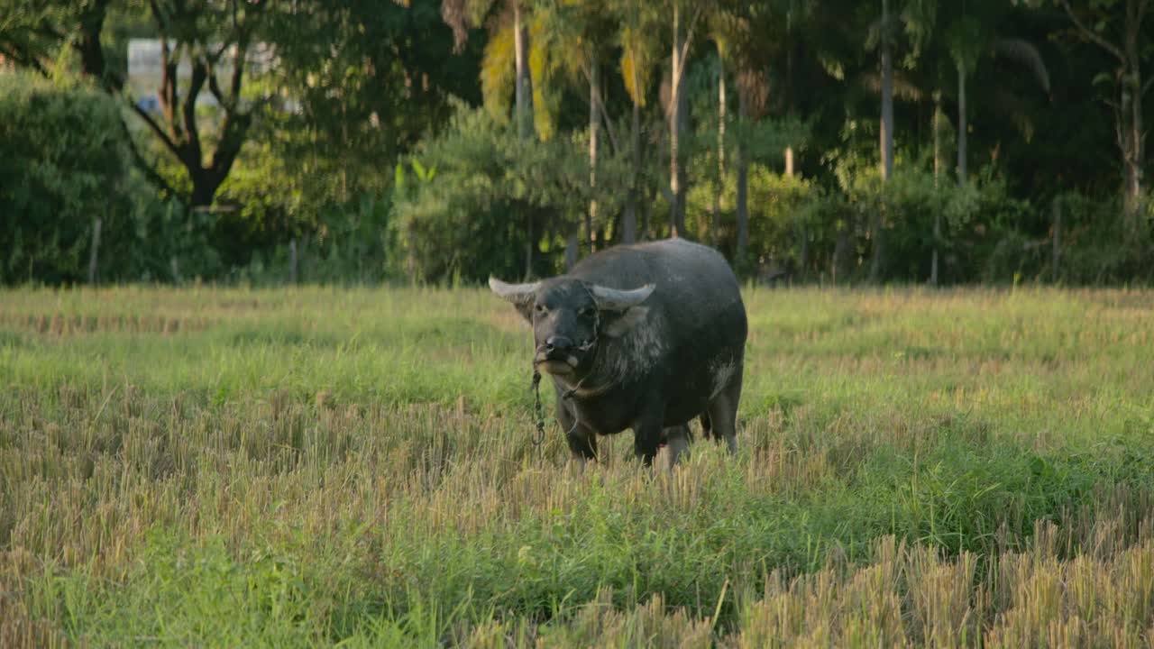 Water Buffalo in a Rice Paddy