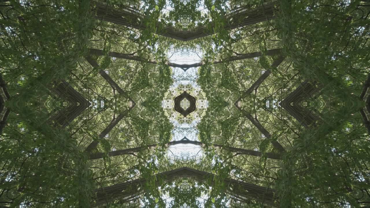 caleidoscopio de vegetación usando imágenes de bosque de wissahickon creek, philadelphia, #28