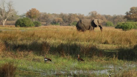 wide clip of two egyptian geese on the khwai river bank, an elephant in the backround in moremi, botswana