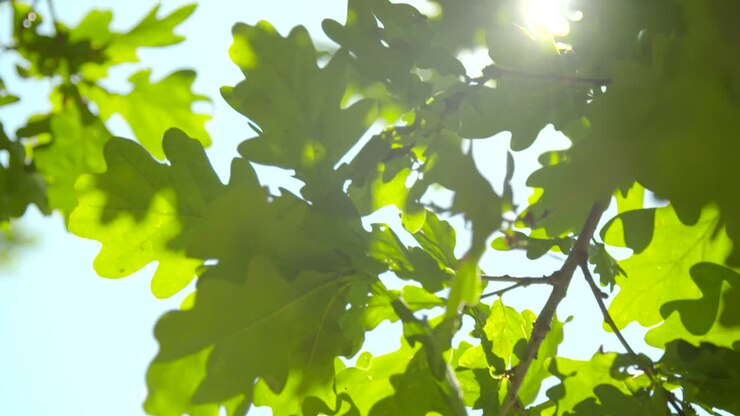 Sunlight Through Oak Tree Leaves 03