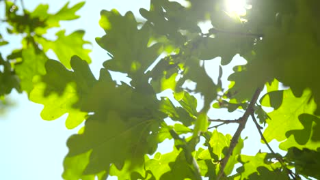 sunlight through oak tree leaves 03