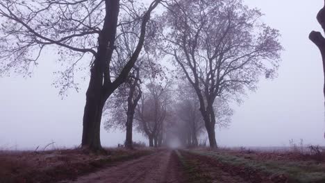 Flying-between-old-trees-growing-on-both-sides-of-a-country-road